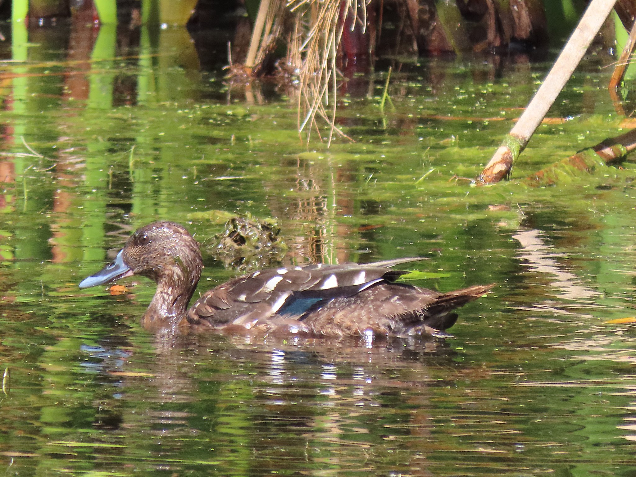African Black Duck