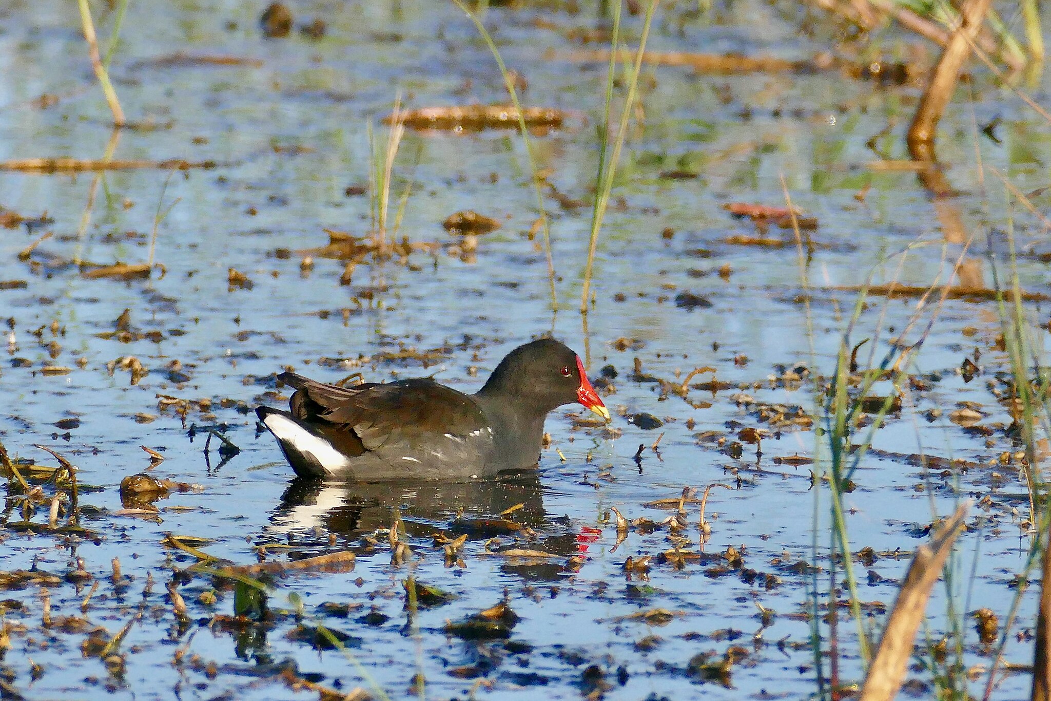 Common Moorhen