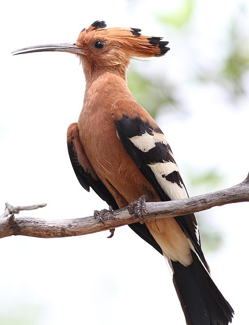 African Hoopoe