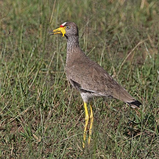 African Wattled Lapwing