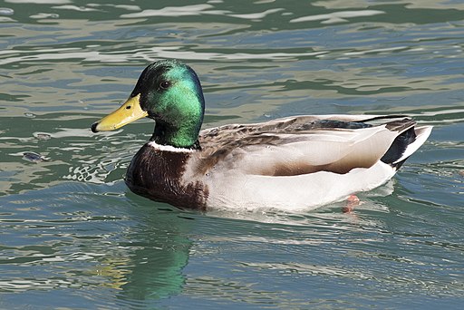 Mallard Duck