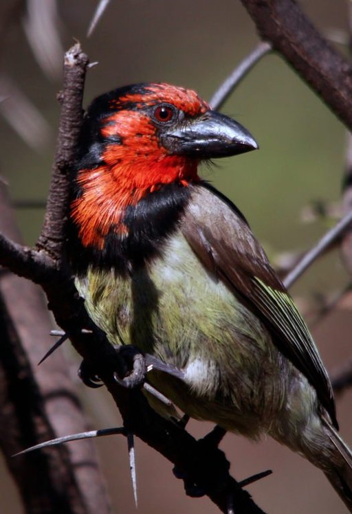 Black-collared Barbet