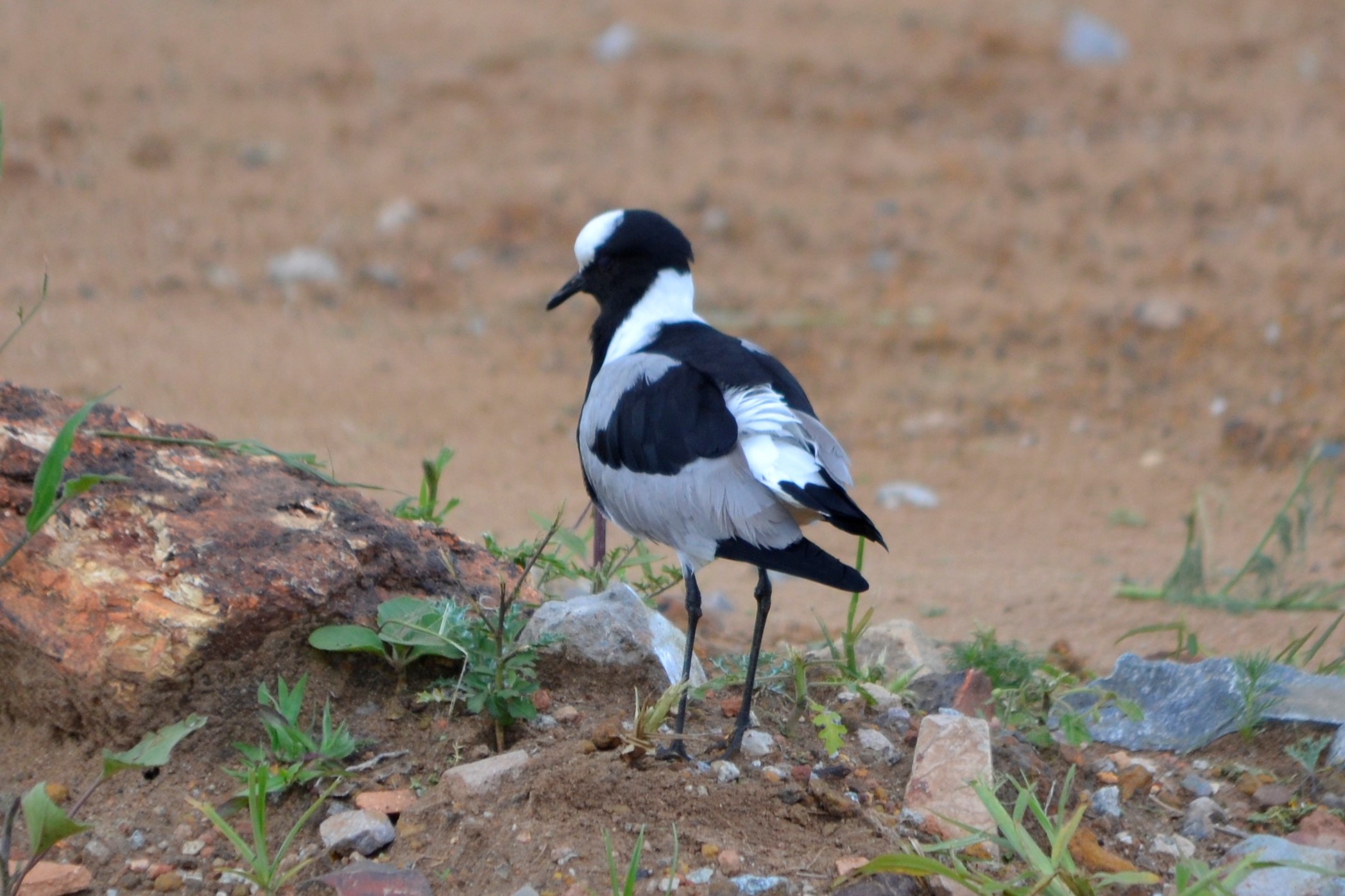 Blacksmith Lapwing