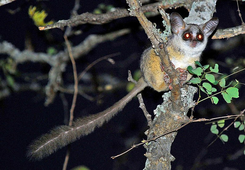 Lesser Bushbaby image