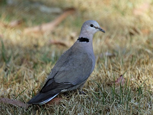 Cape Turtle Dove