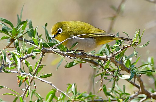 Cape White-eye