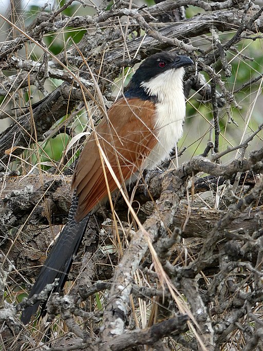 Burchell's Coucal