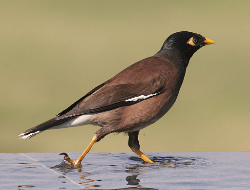 Indian Myna