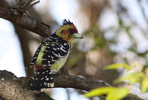 Crested Barbet