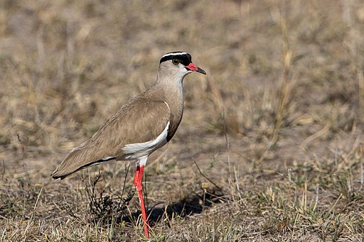 Crowned Plover