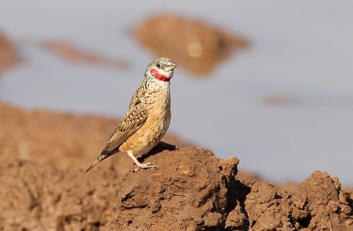 Cut-throat Finch