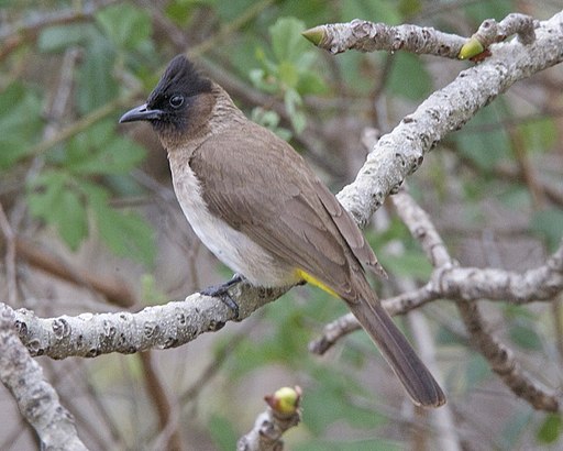 Dark-capped Bulbul