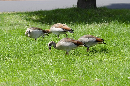 Egyptian Goose