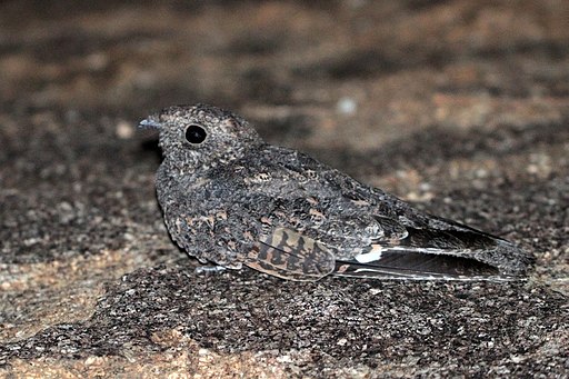 Freckled Nightjar