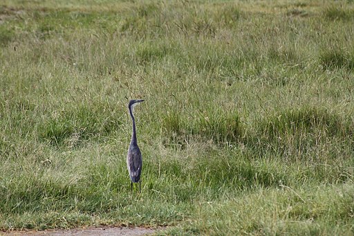 Goliath Heron