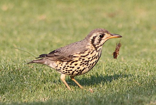 Groundscraper Thrush