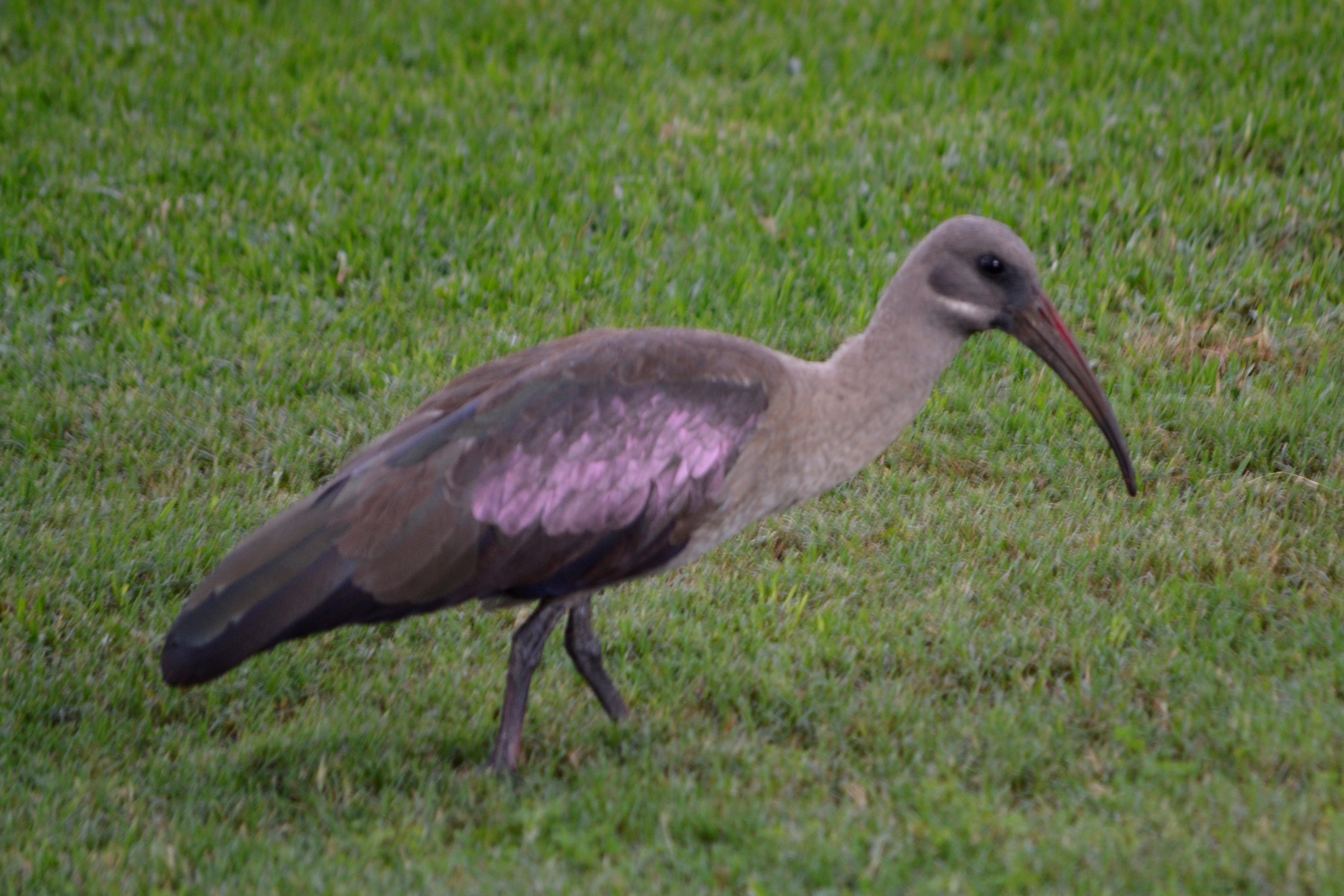 Hadeda Ibis