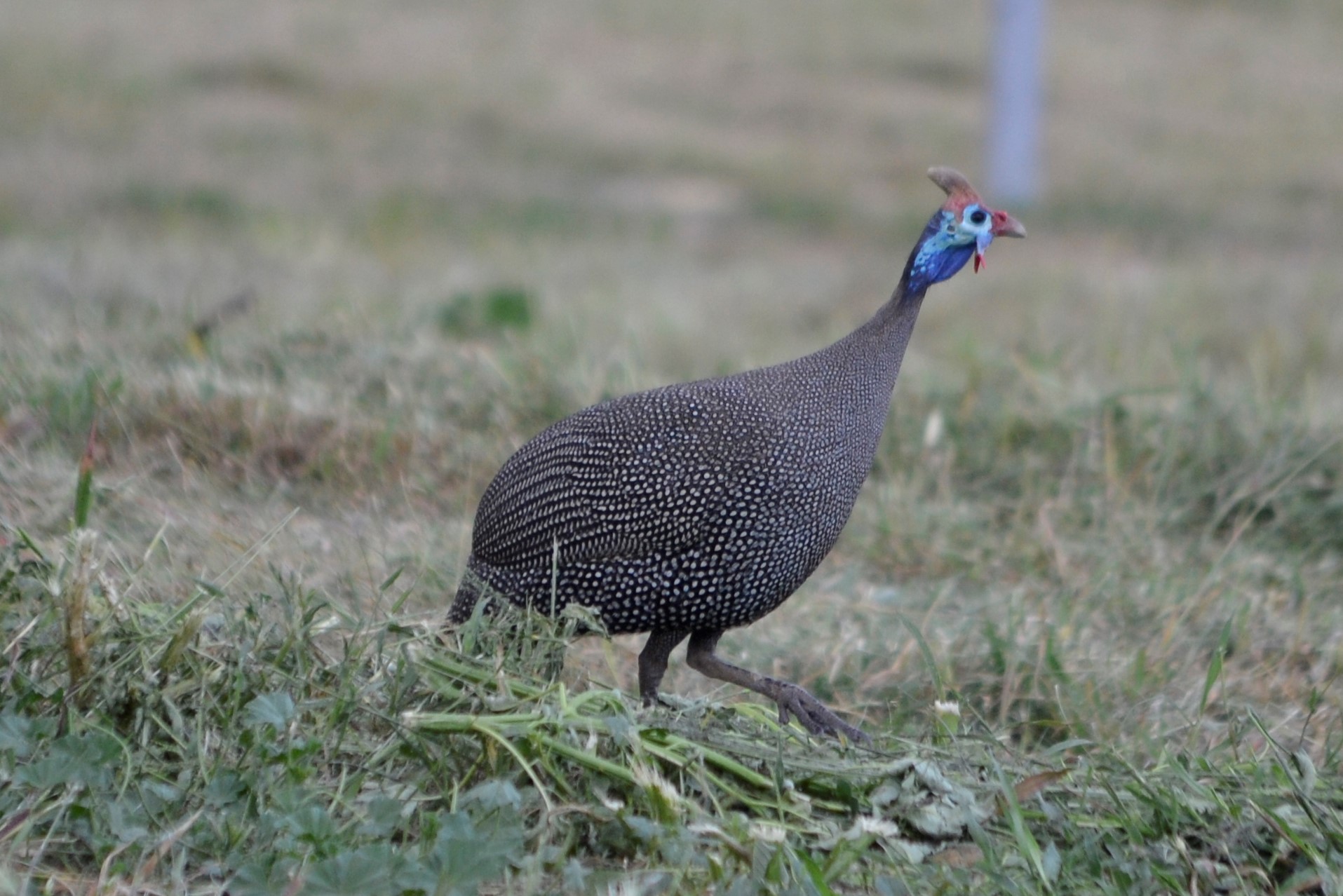 Helmeted Guineafowl