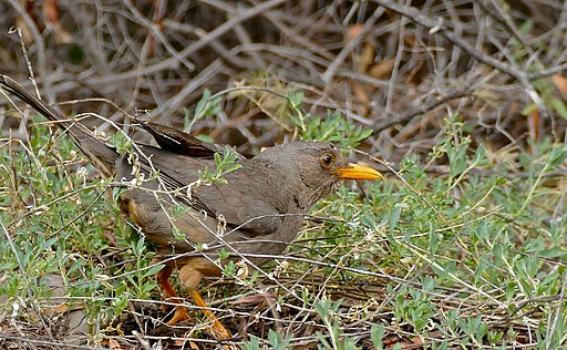 Karoo Thrush
