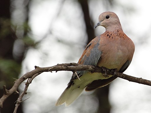 Laughing Dove