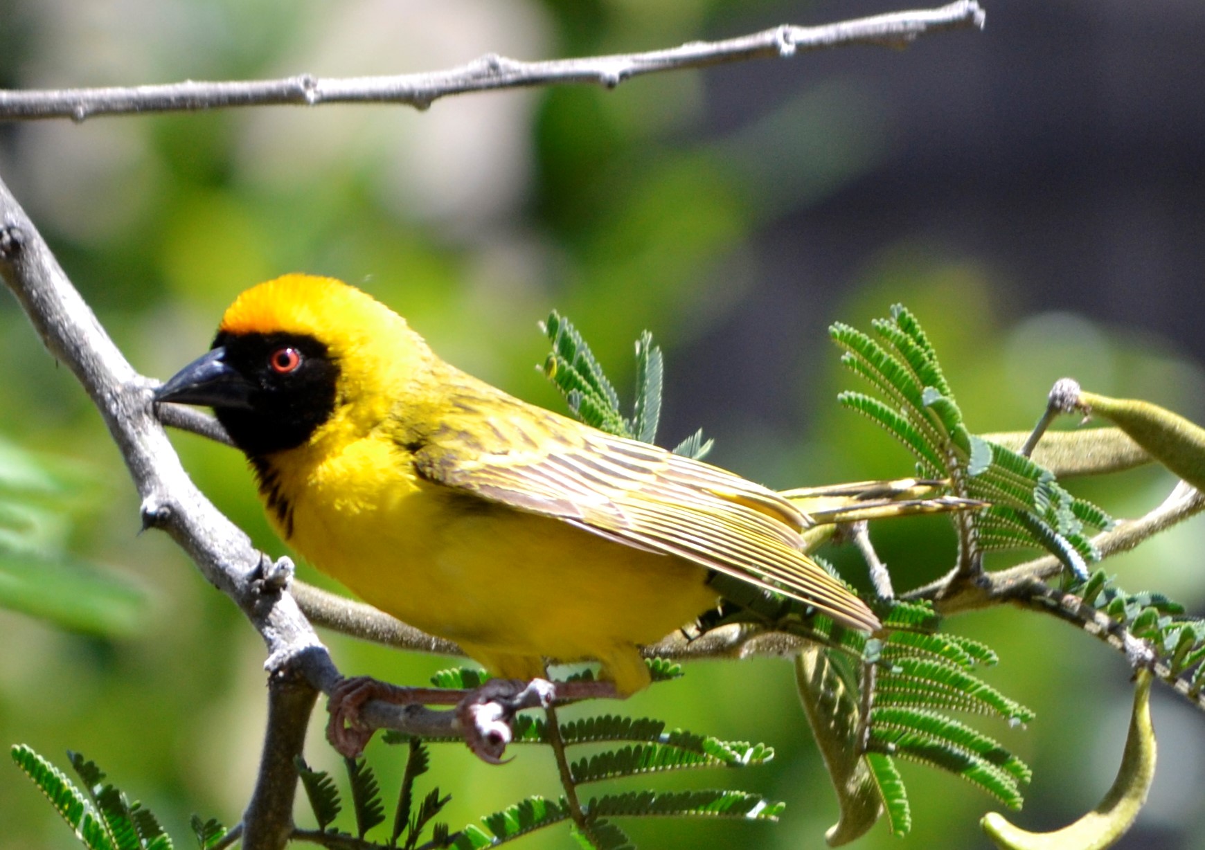 Southern Masked Weaver