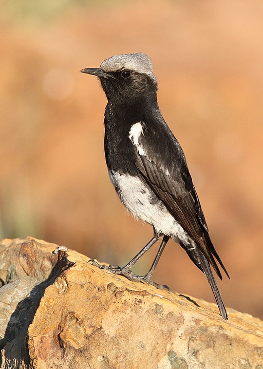 Mountain wheatear
