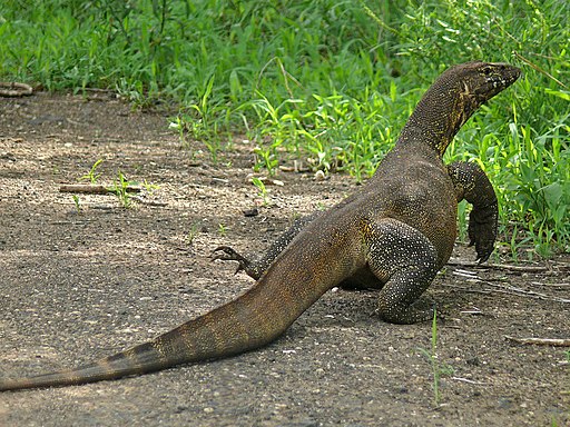 Nile Monitor image