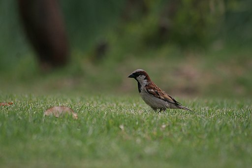 House Sparrow