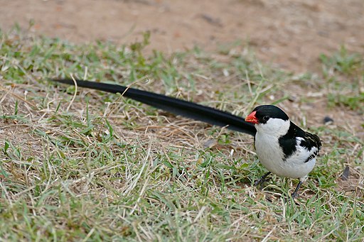 Pin-tailed Whydah