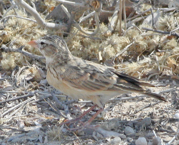 Pink-billed Lark