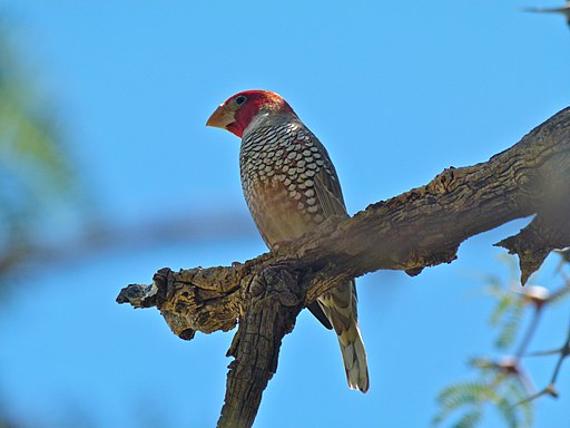 Red-headed Finch