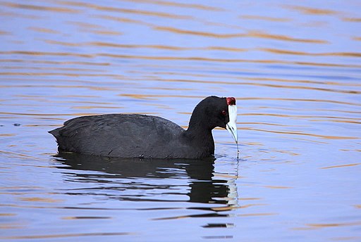 Red-knobbed Coot
