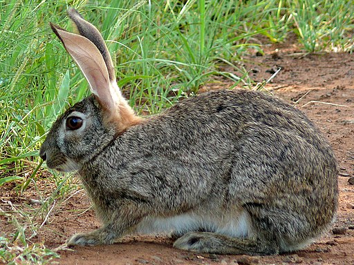 Scrub Hare image