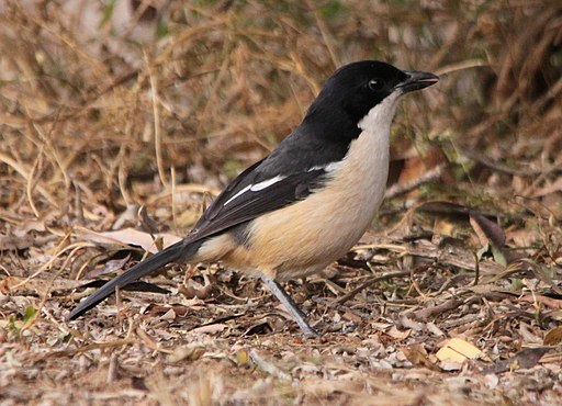Southern Boubou