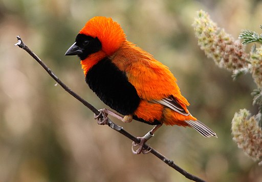 Southern Red Bishop