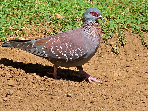 Speckled Pigeon