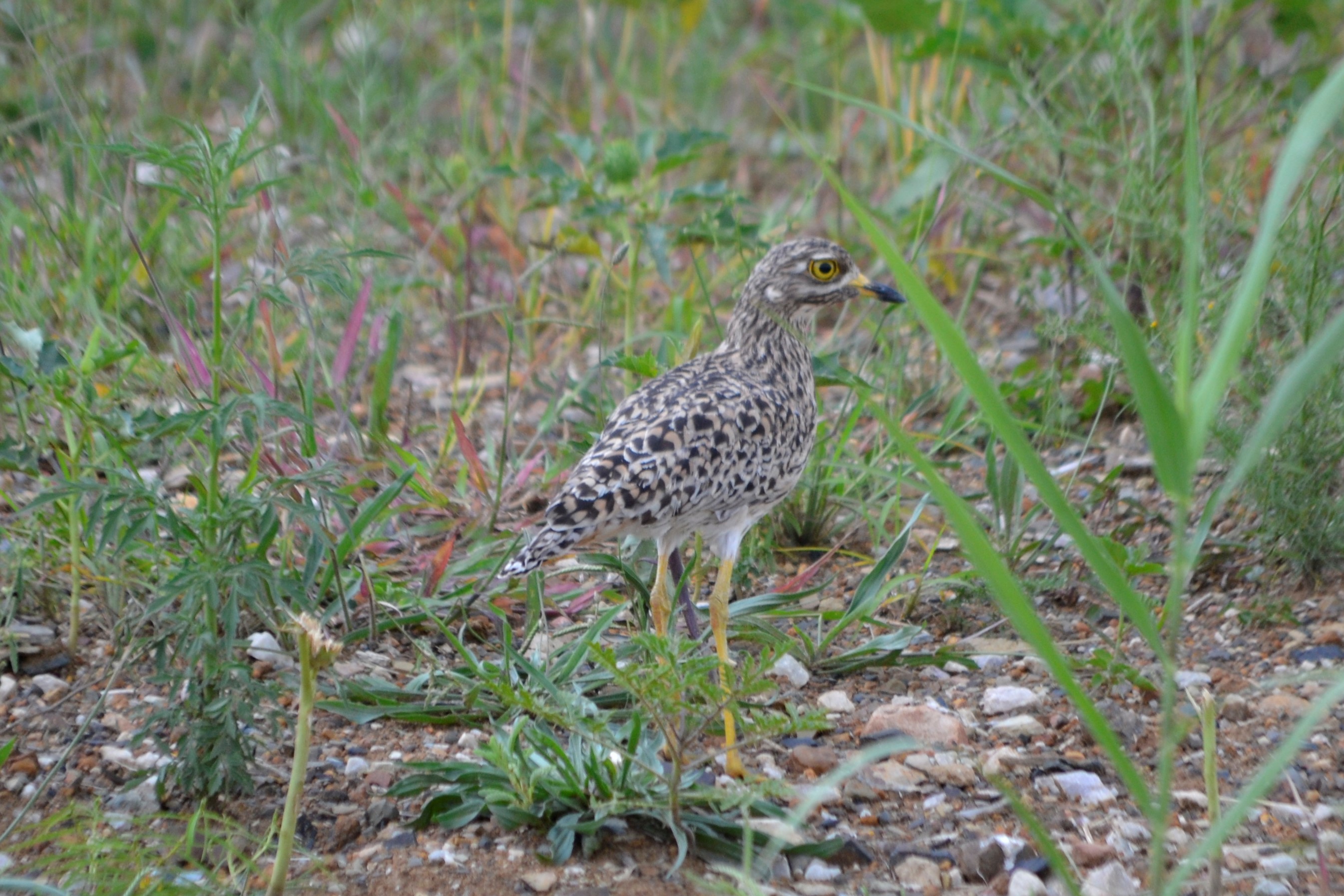 Spotted Thick-knee