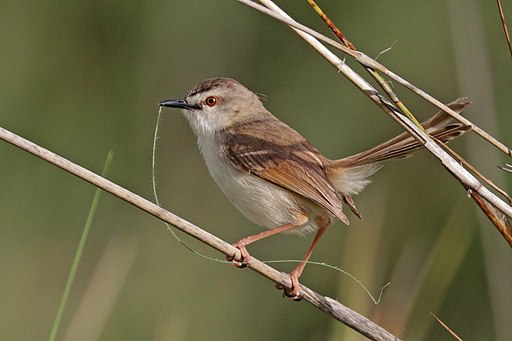 Tawny-flanked prinia
