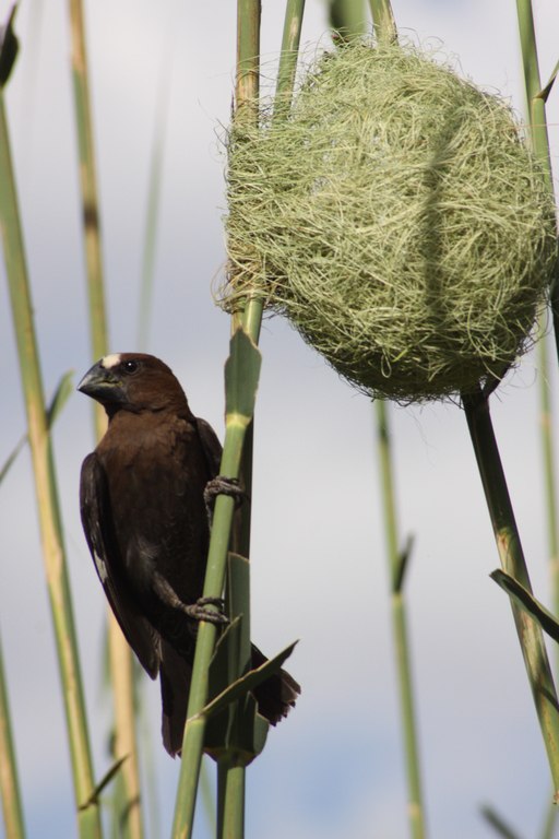 Thick-billed Weaver