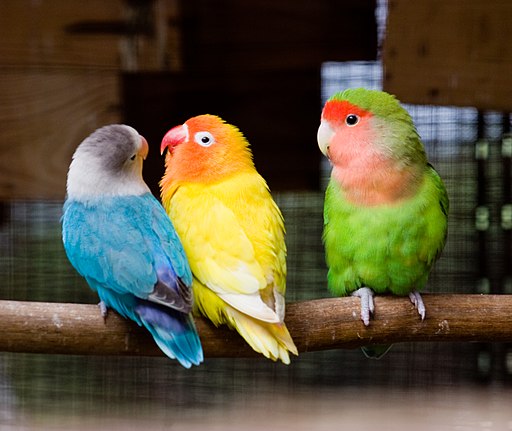 Lovebird