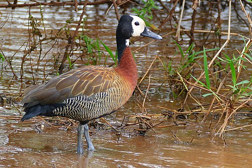 White-faced Duck