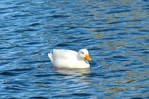 Domesticated White Duck