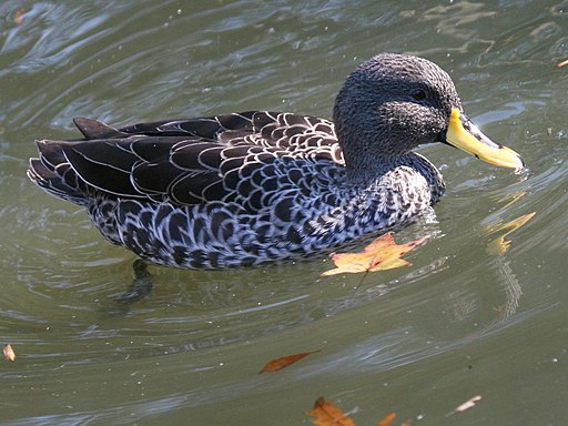 Yellow-billed Duck