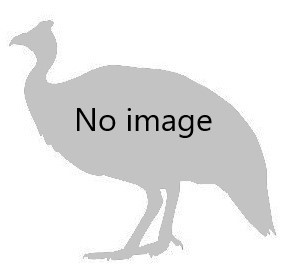 Domesticated rabbit image