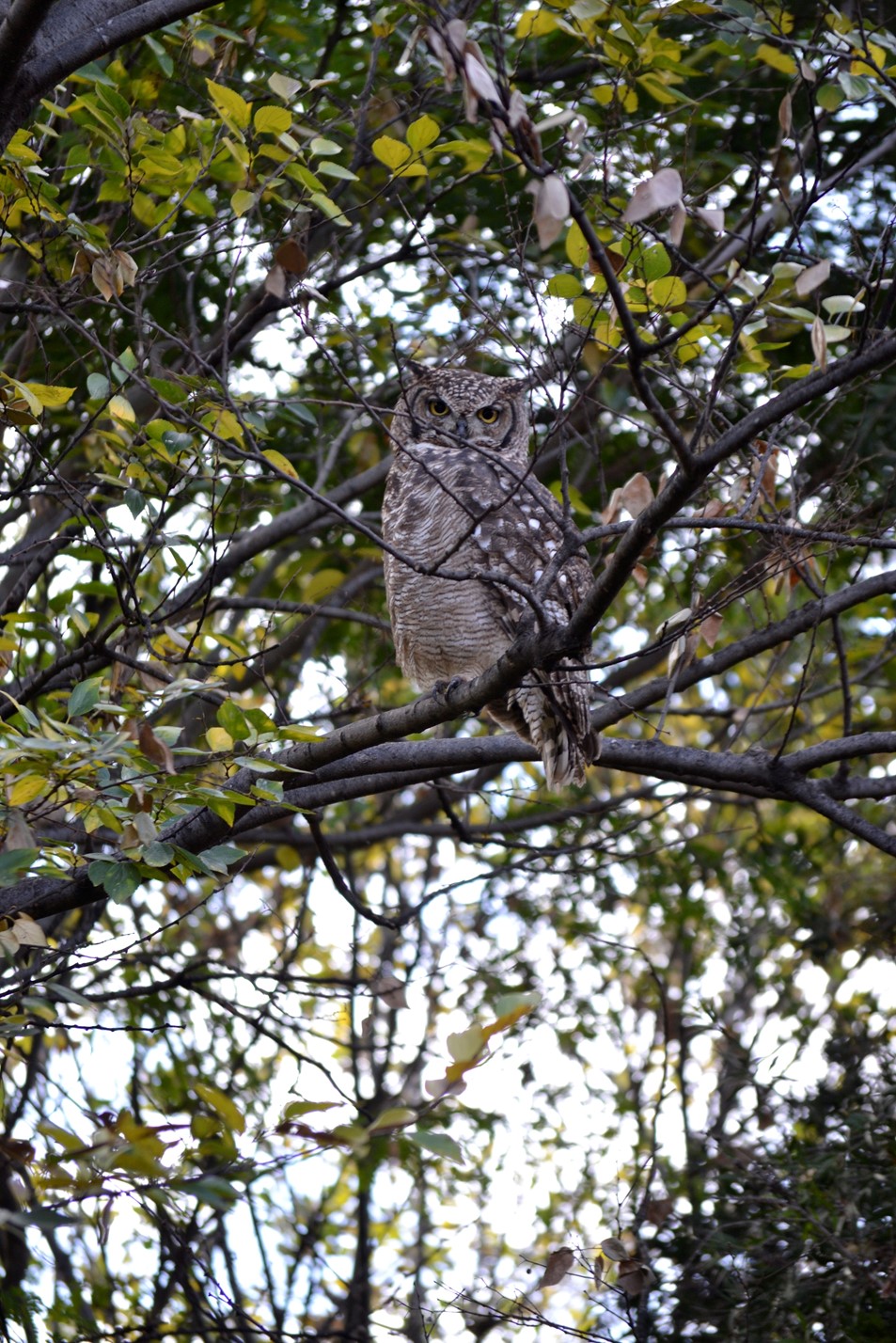 Spotted Eagle-owl
